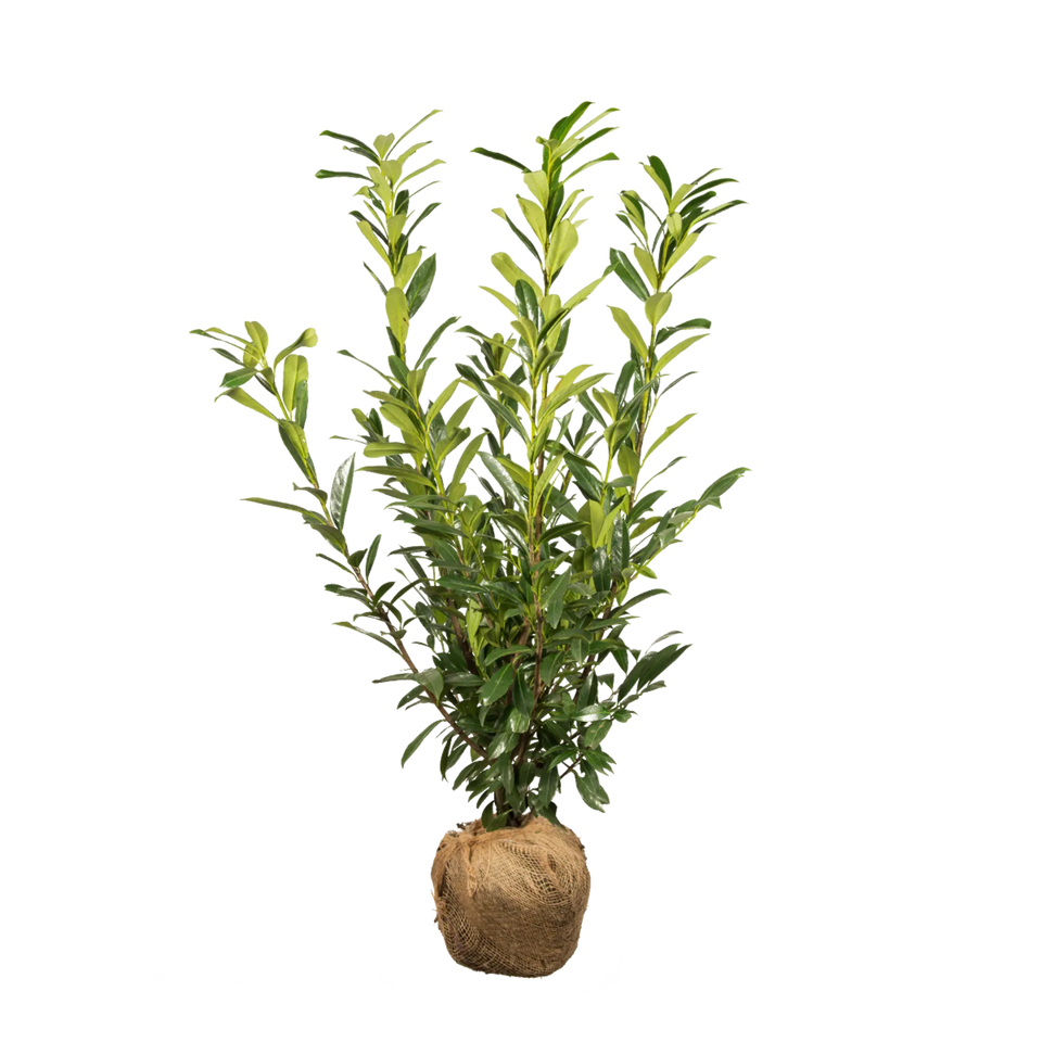 Lagerhägg Caucasica