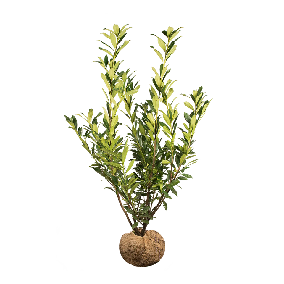 Lagerhägg Caucasica