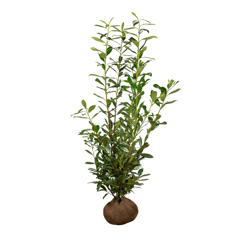 Lagerhägg Caucasica