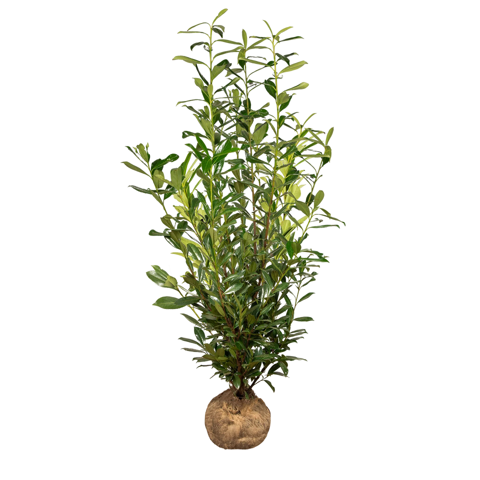 Lagerhägg Caucasica