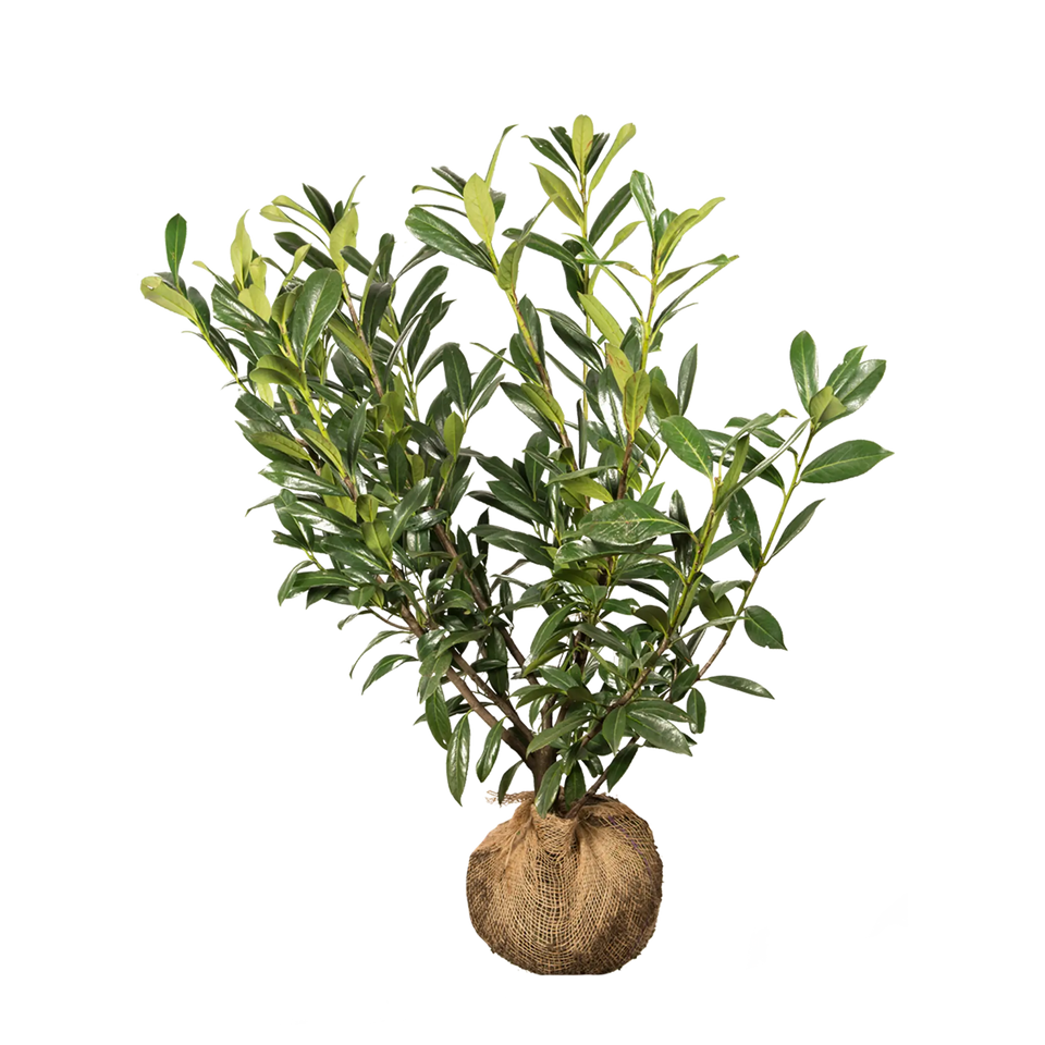 Lagerhägg Caucasica