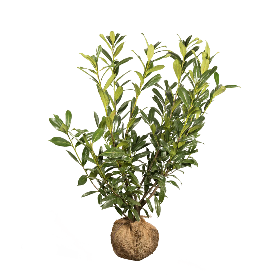 Lagerhägg Caucasica