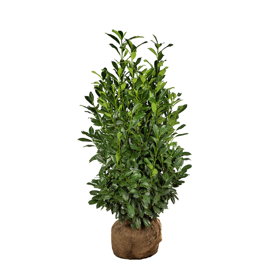 Lagerhägg Elly