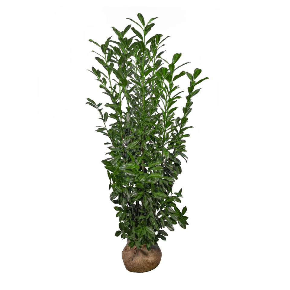 Lagerhägg Elly