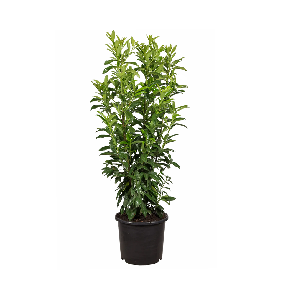 Lagerhägg Genolia®