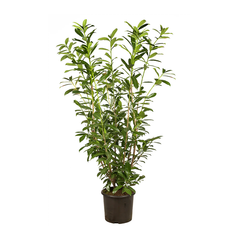 Lagerhägg Genolia®