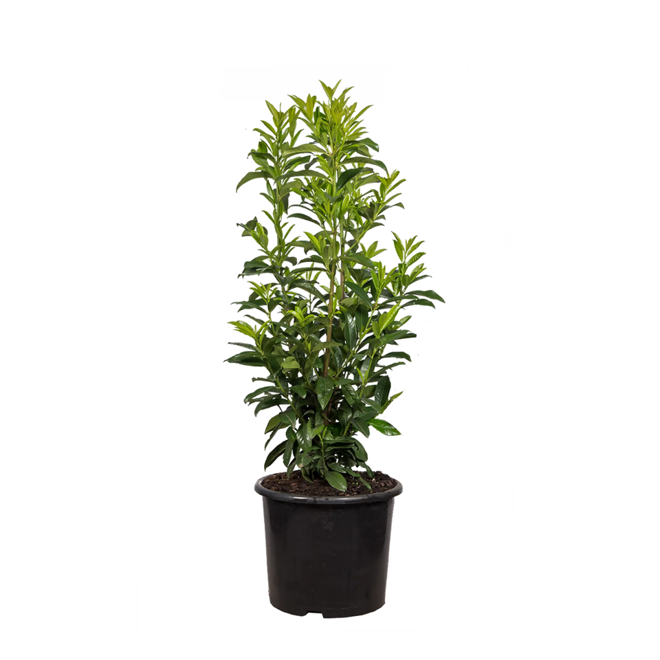 Lagerhägg Genolia®