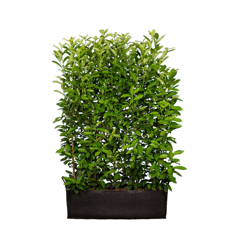 Lagerhägg Genolia®