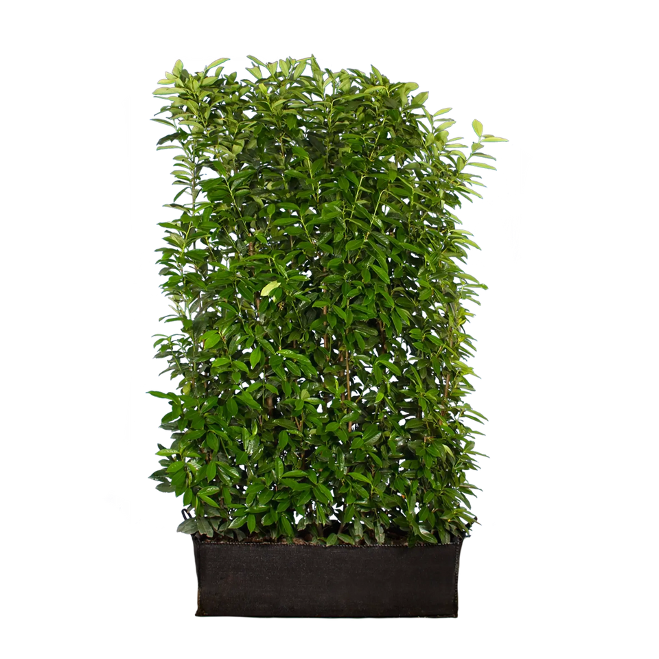 Lagerhägg Genolia®