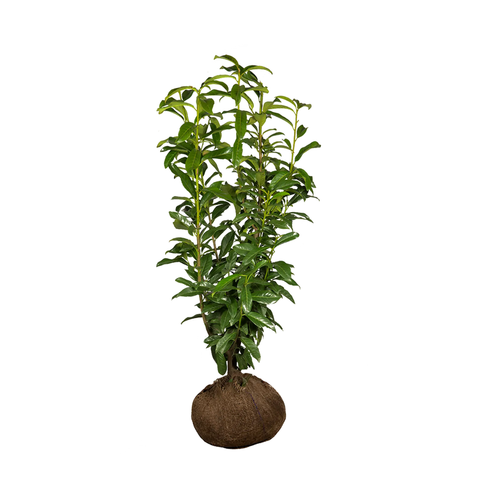 Lagerhägg Genolia®