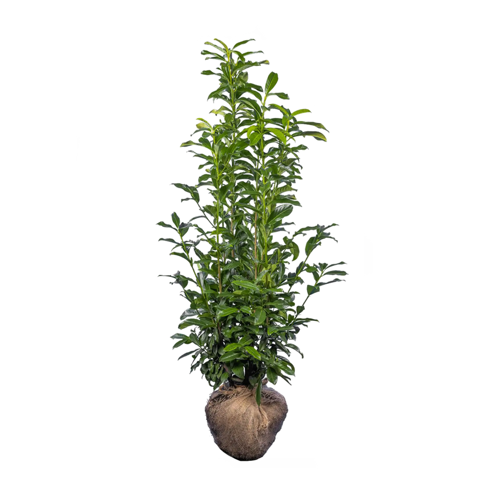 Lagerhägg Genolia®