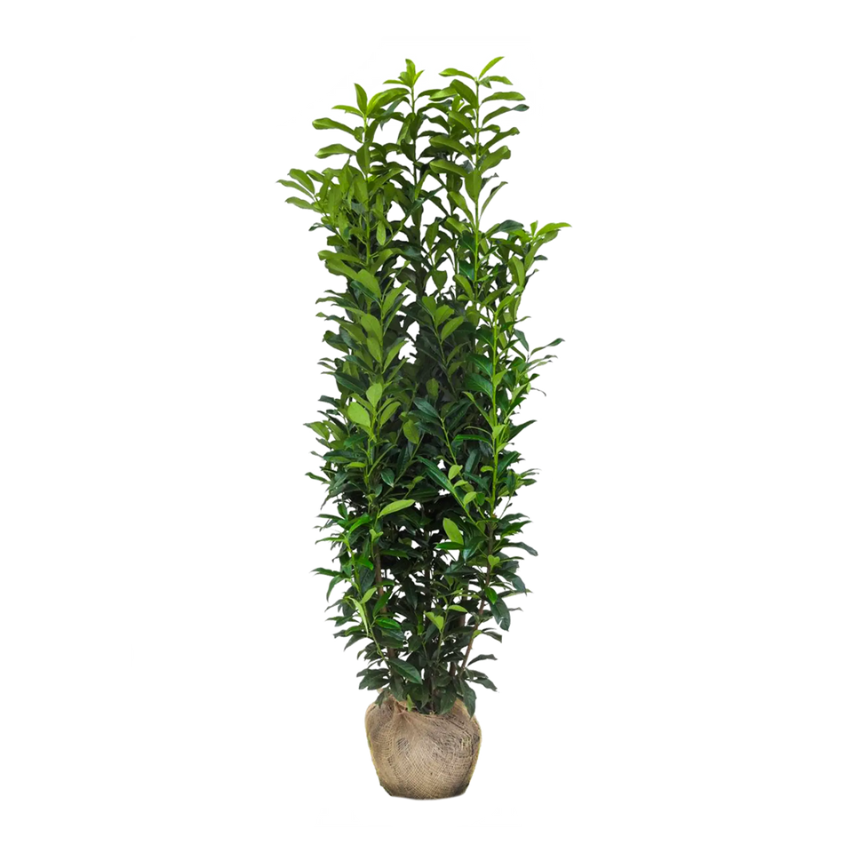 Lagerhägg Genolia®