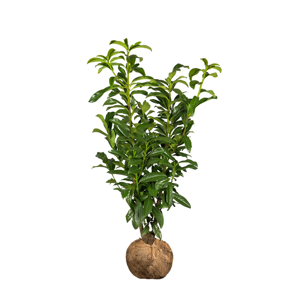 Lagerhägg Genolia®