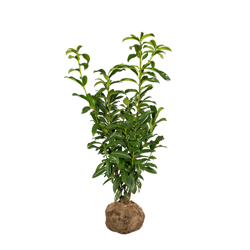 Lagerhägg Genolia®