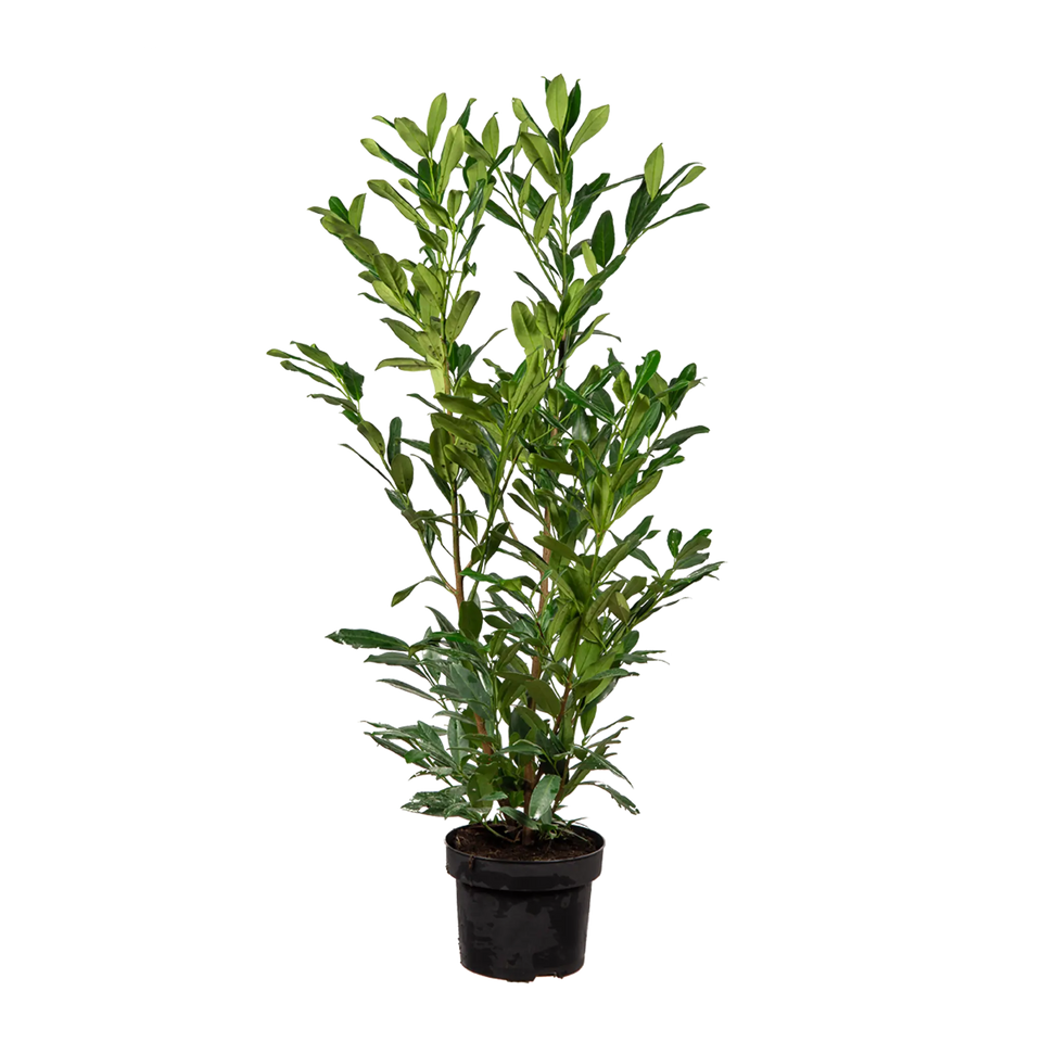 Lagerhägg Herbergii
