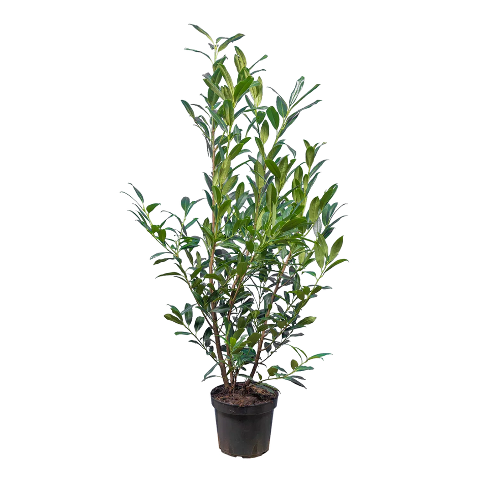 Lagerhägg Herbergii