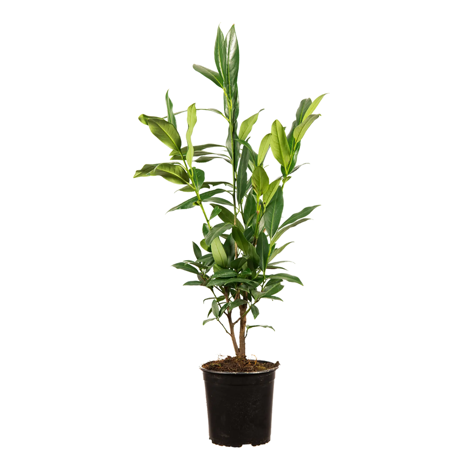 Lagerhägg Herbergii