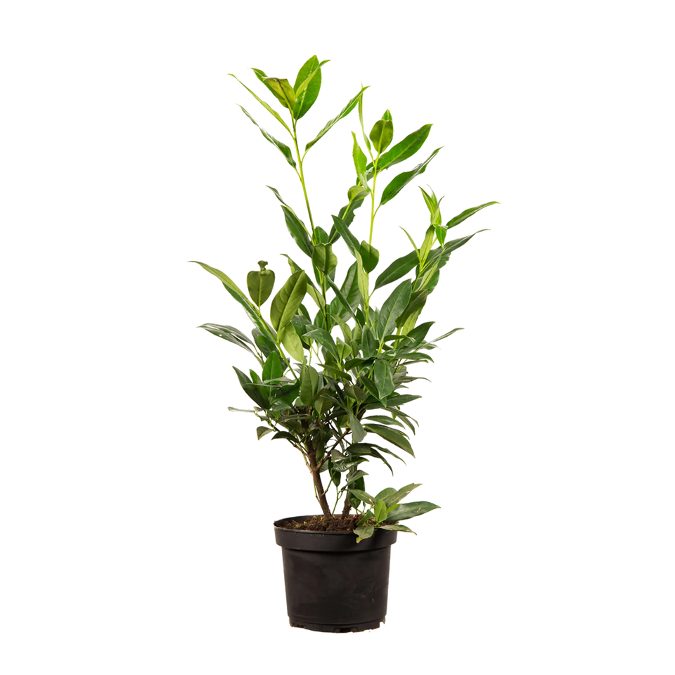 Lagerhägg Herbergii