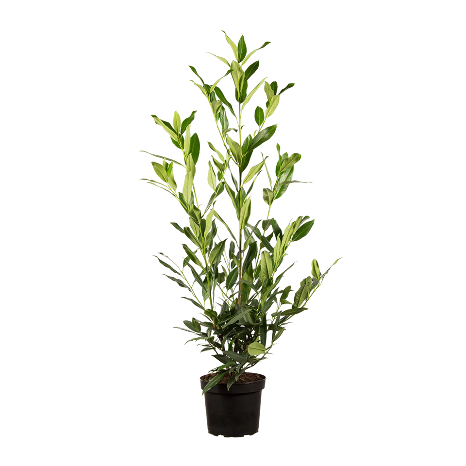 Lagerhägg Herbergii