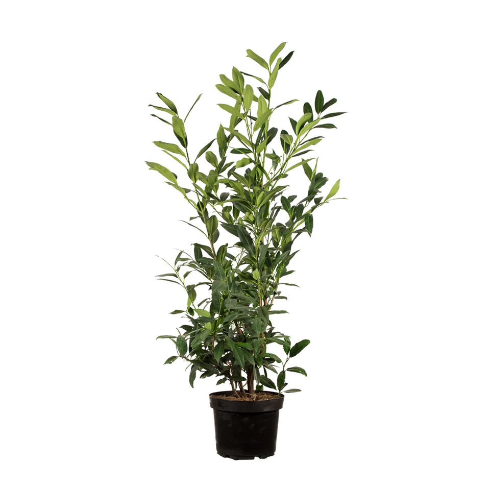 Lagerhägg Herbergii