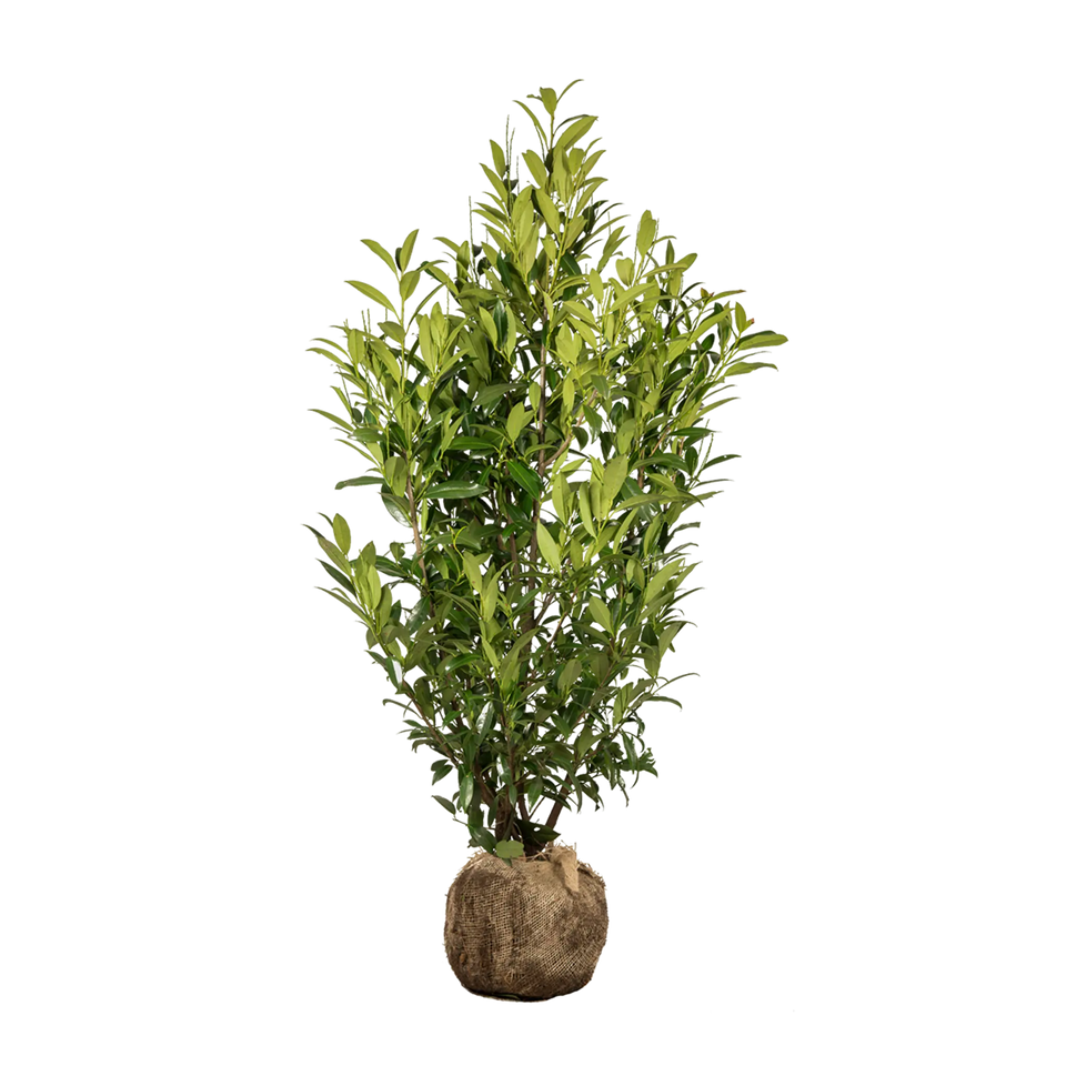 Lagerhägg Herbergii