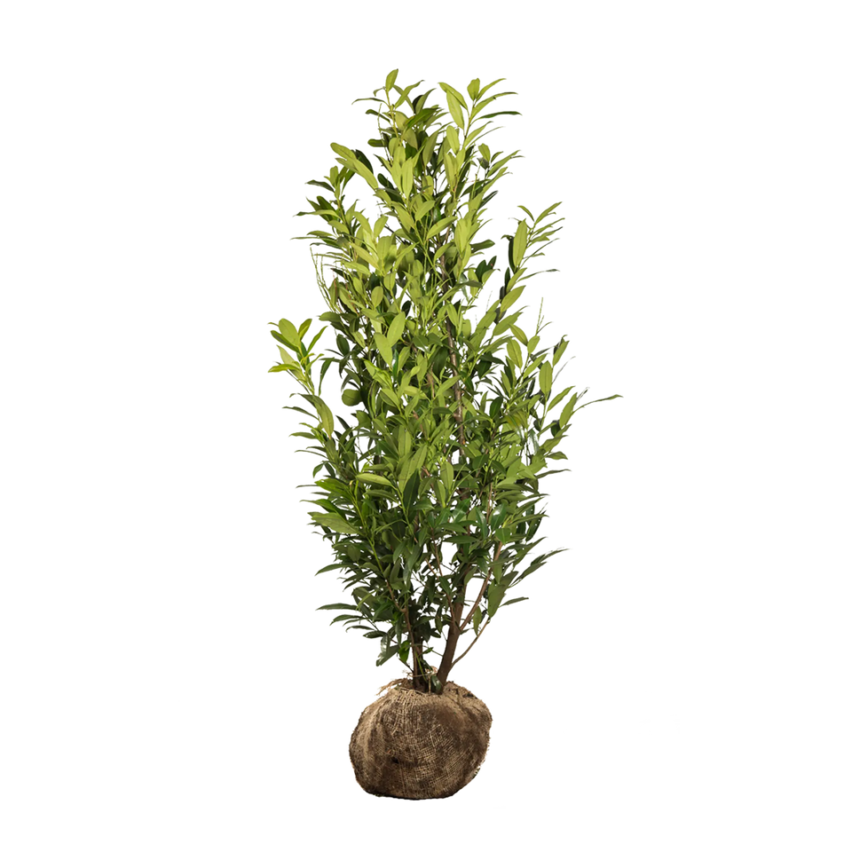 Lagerhägg Herbergii