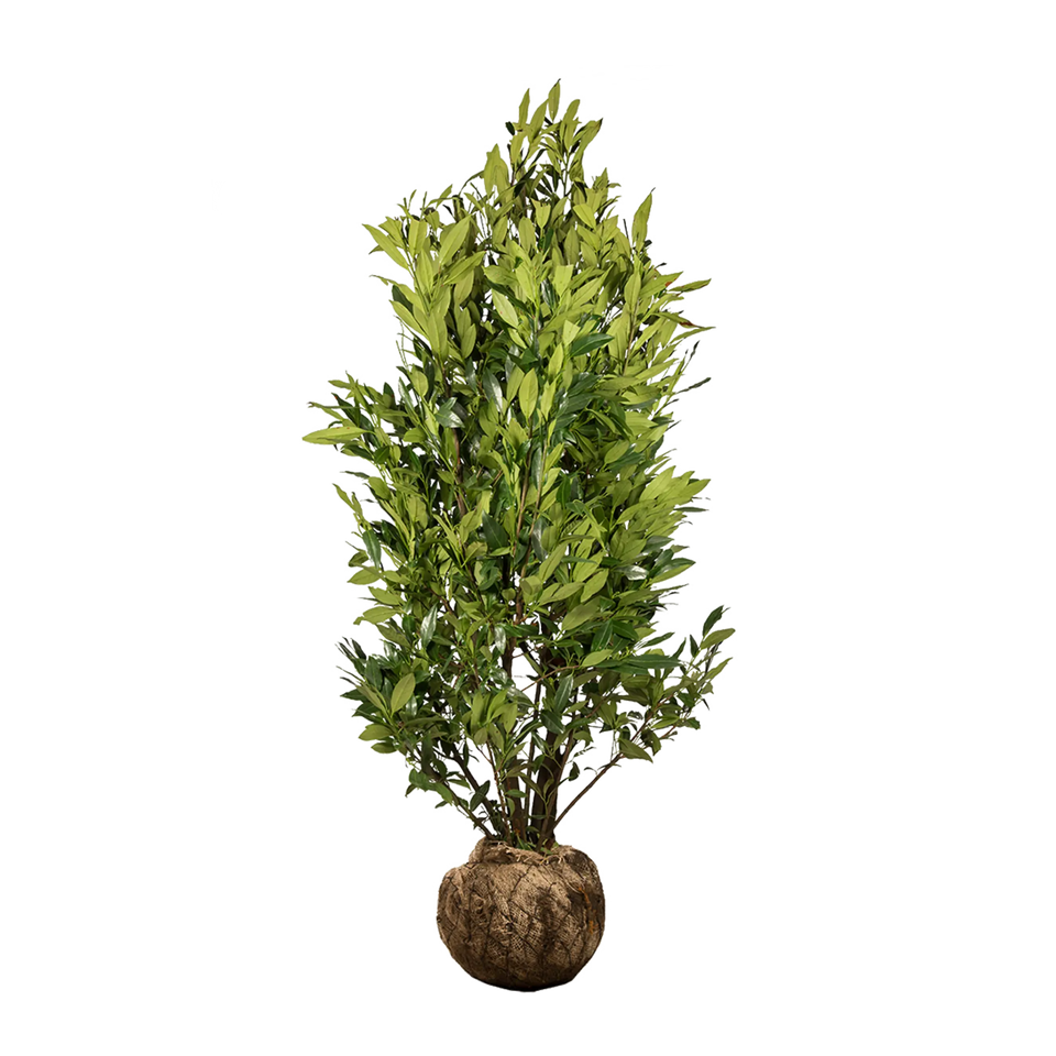 Lagerhägg Herbergii