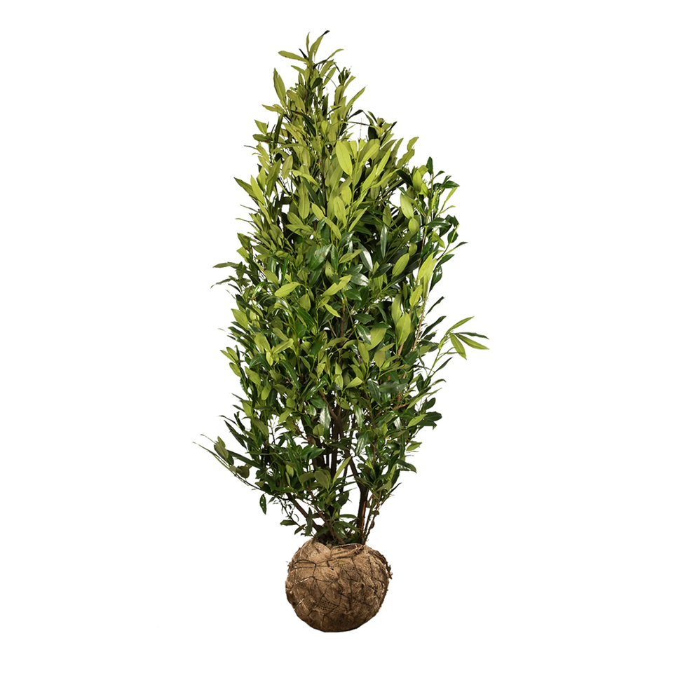 Lagerhägg Herbergii