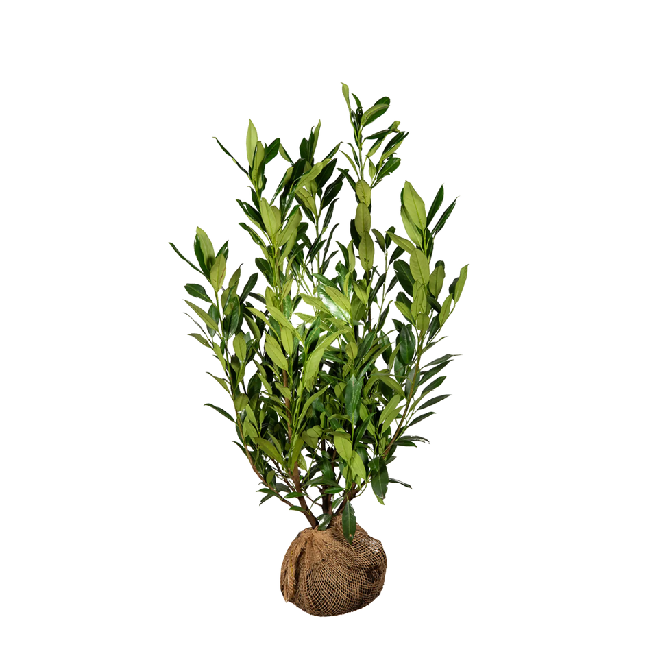 Lagerhägg Herbergii