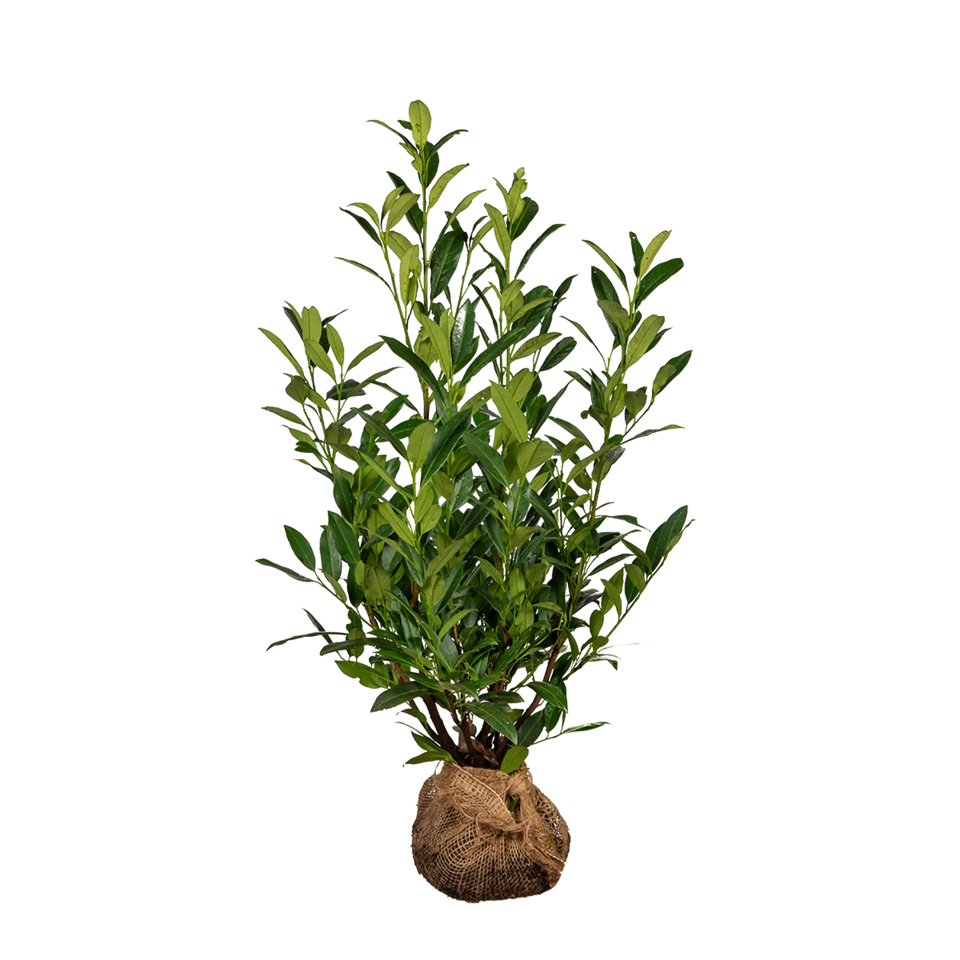 Lagerhägg Herbergii