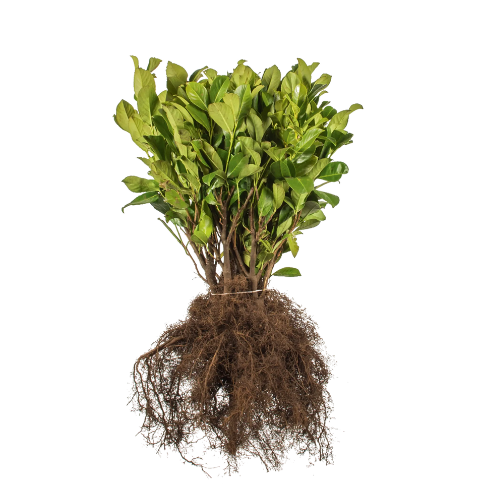 Lagerhägg Rotundifolia