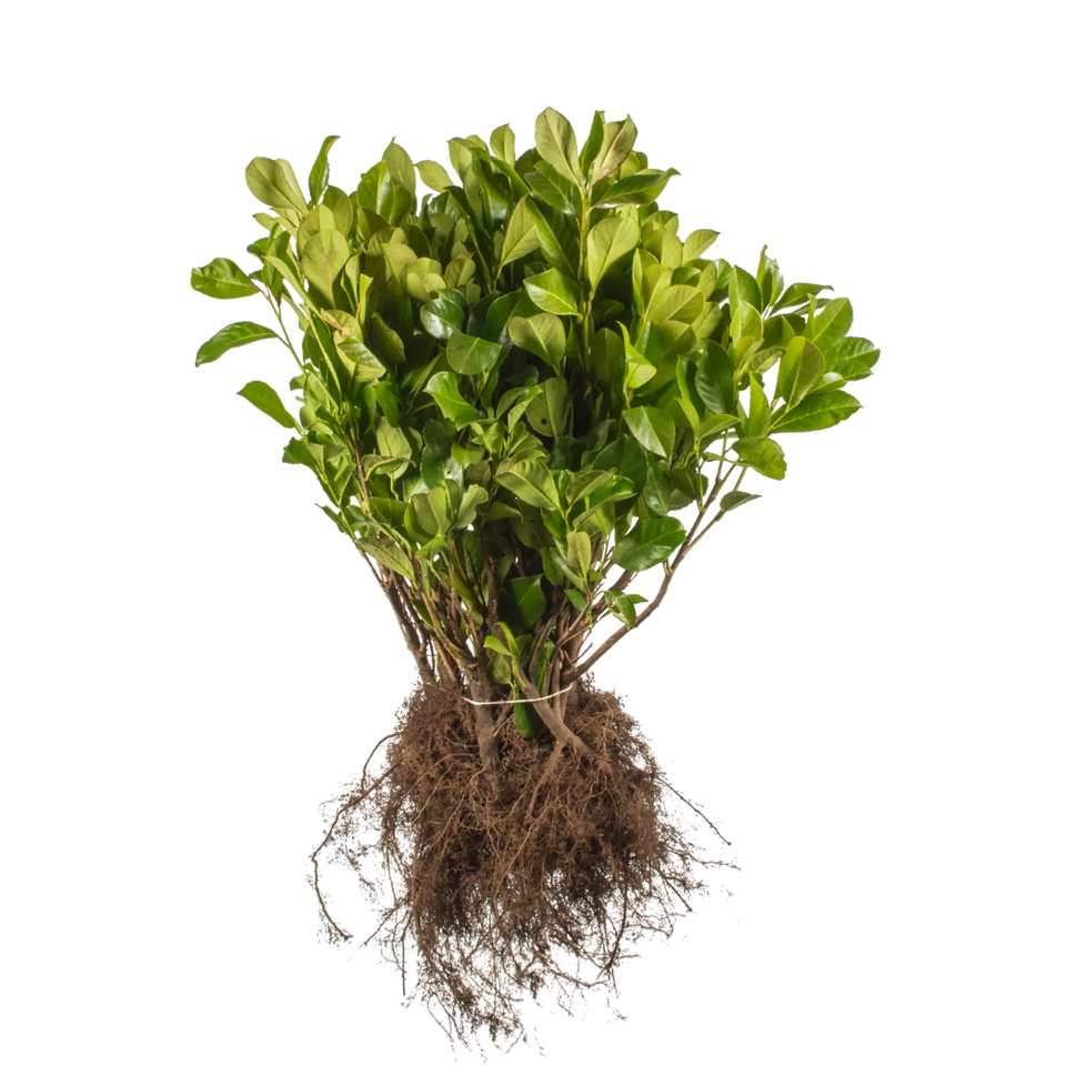 Lagerhägg Rotundifolia