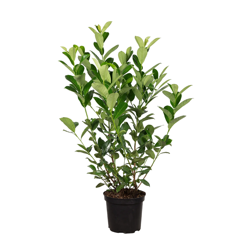 Lagerhägg Rotundifolia