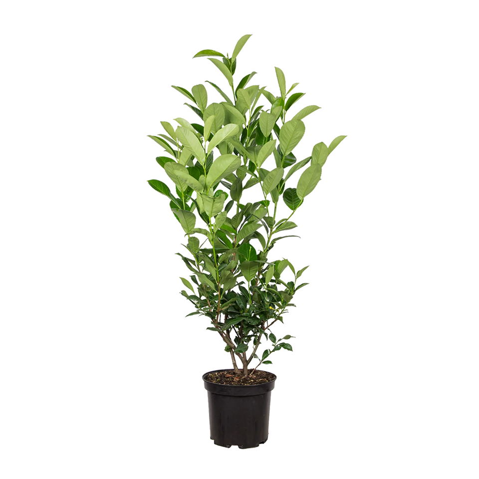 Lagerhägg Rotundifolia