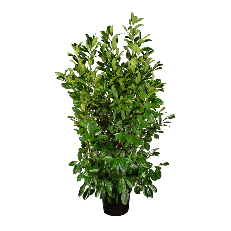 Lagerhägg Rotundifolia