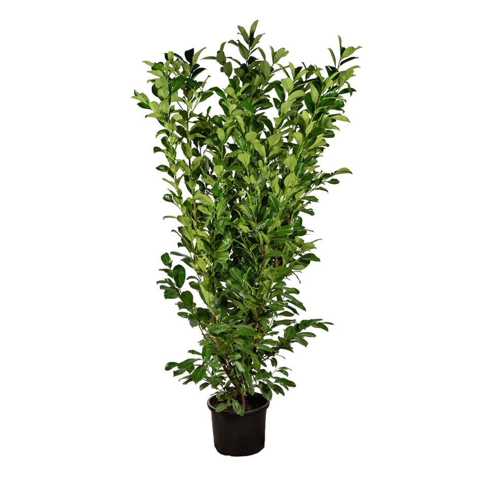 Lagerhägg Rotundifolia