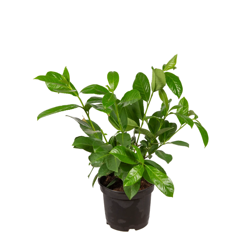 Lagerhägg Rotundifolia