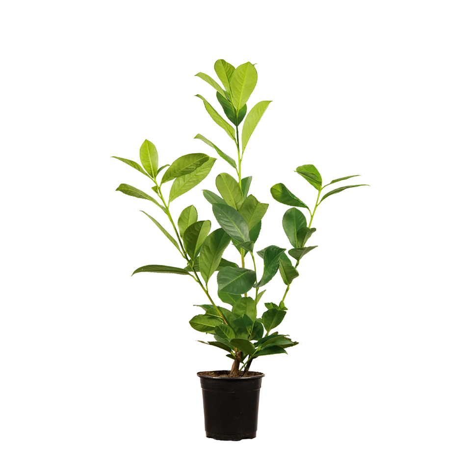Lagerhägg Rotundifolia