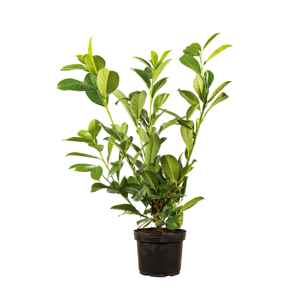 Lagerhägg Rotundifolia