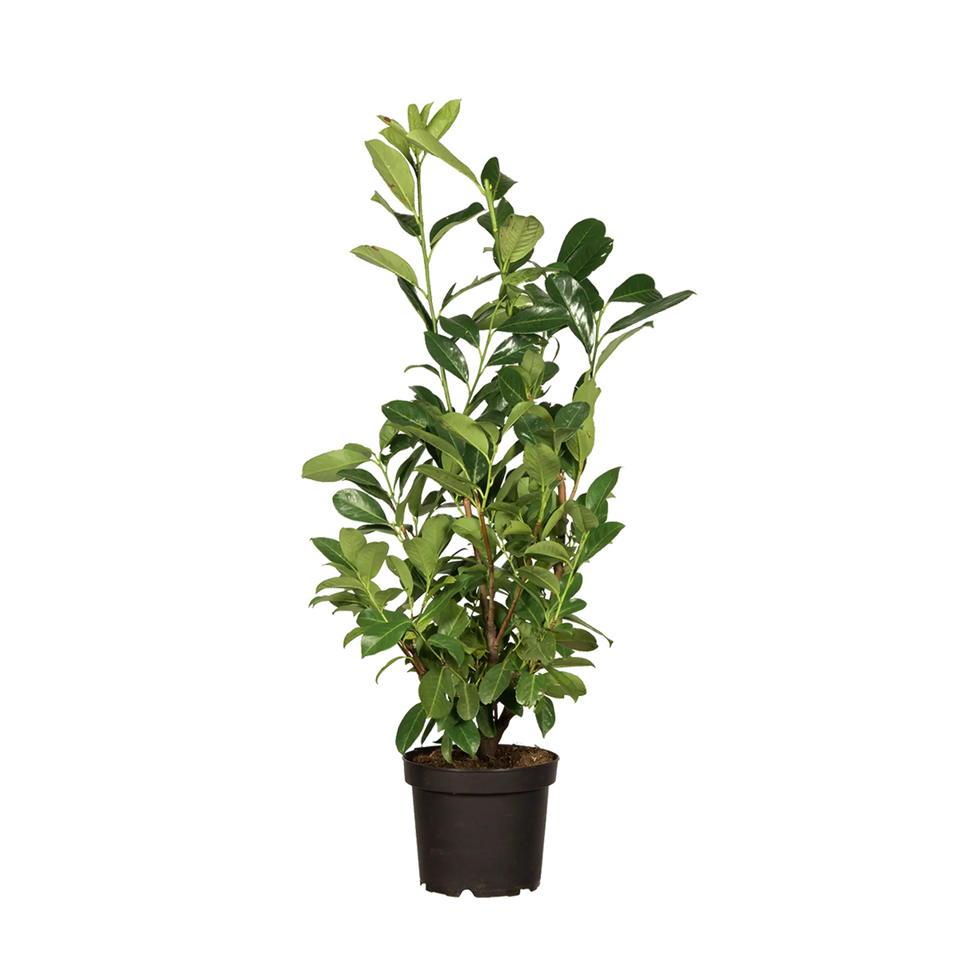 Lagerhägg Rotundifolia