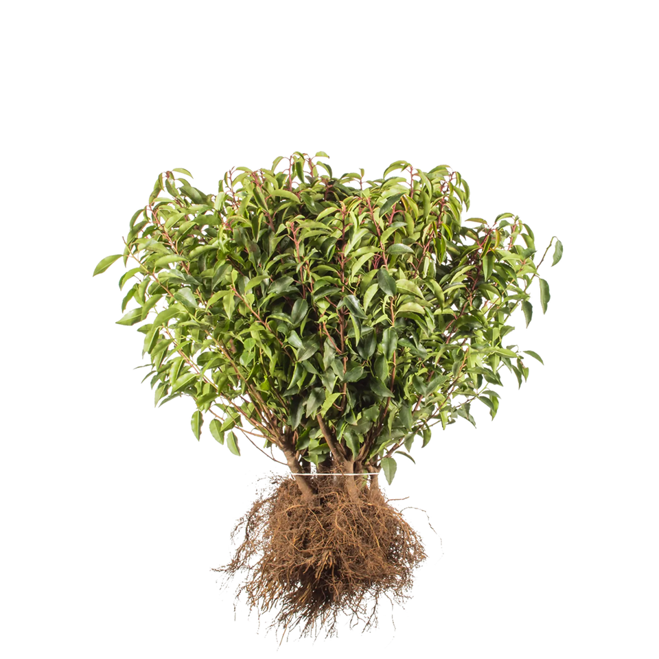 Portugisisk lagerhägg  (Prunus lusitanica 'Angustifolia')