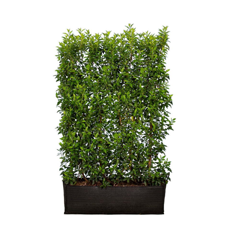 Portugisisk lagerhägg  (Prunus lusitanica 'Angustifolia')