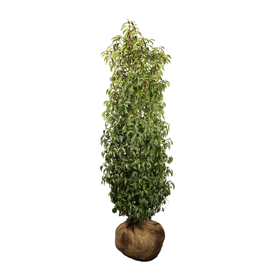 Portugisisk lagerhägg  (Prunus lusitanica 'Angustifolia')