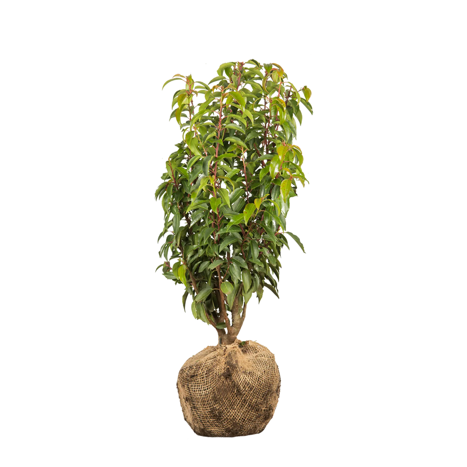 Portugisisk lagerhägg  (Prunus lusitanica 'Angustifolia')