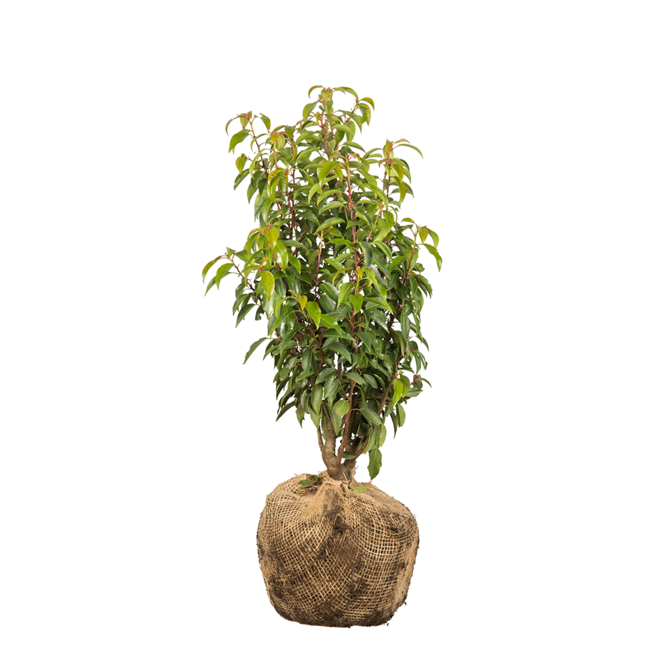 Portugisisk lagerhägg  (Prunus lusitanica 'Angustifolia')