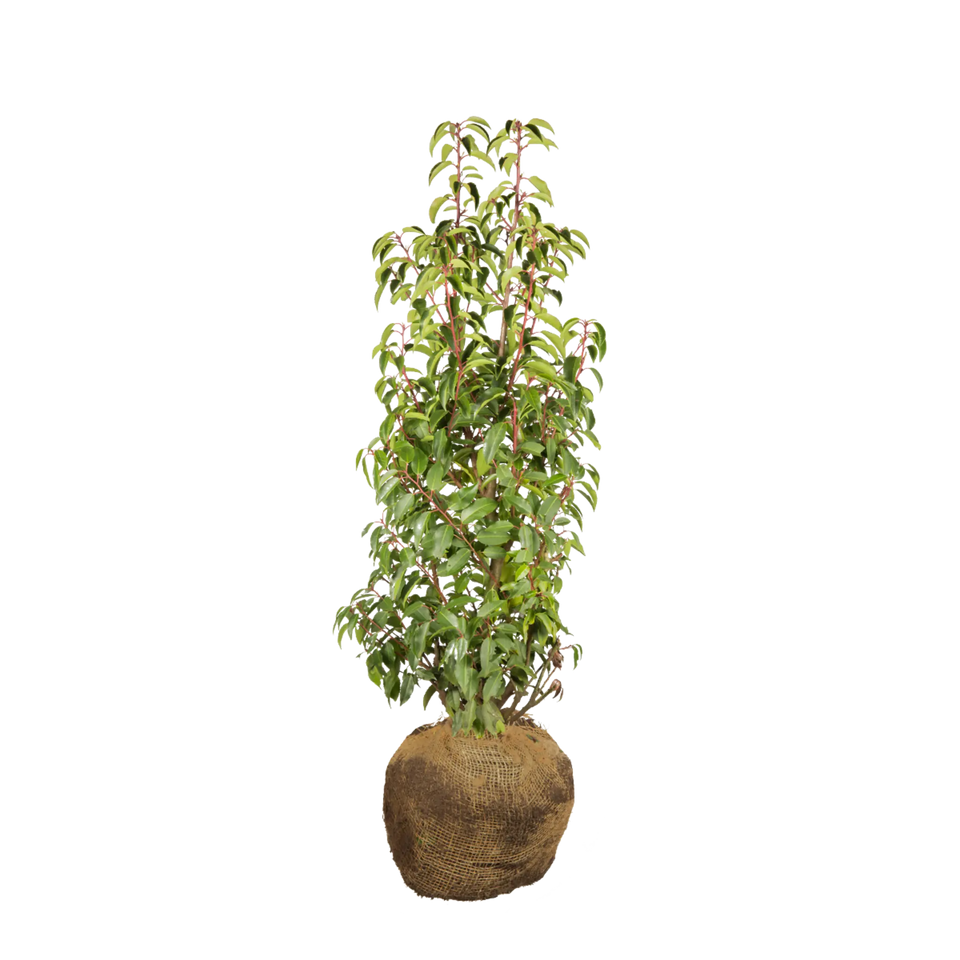 Portugisisk lagerhägg  (Prunus lusitanica 'Angustifolia')