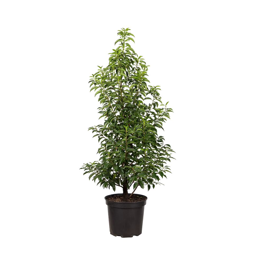 Portugisisk lagerhägg  (Prunus lusitanica 'Angustifolia')