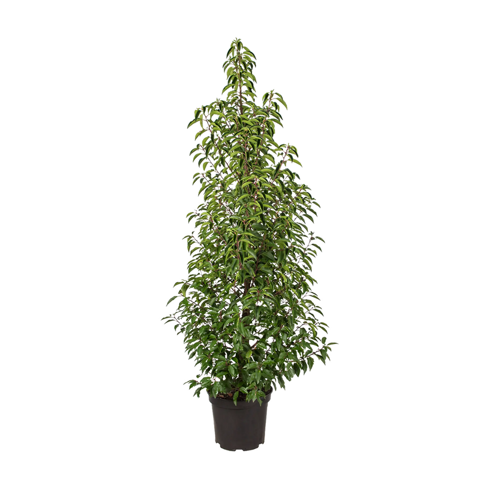 Portugisisk lagerhägg  (Prunus lusitanica 'Angustifolia')