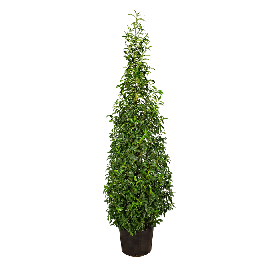 Portugisisk lagerhägg  (Prunus lusitanica 'Angustifolia')