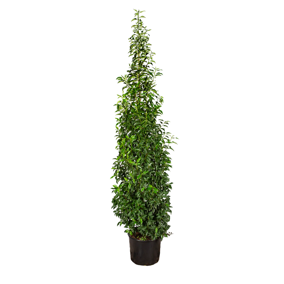 Portugisisk lagerhägg  (Prunus lusitanica 'Angustifolia')
